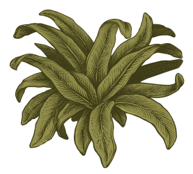 ALO_illustrazione26_foglia